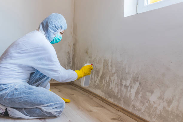 Licensed Black Mold Removal service in Fairview, OR - WQB Mold Removal