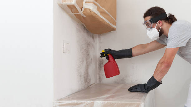 Professional Black Mold Removal technician working in Fairview, OR