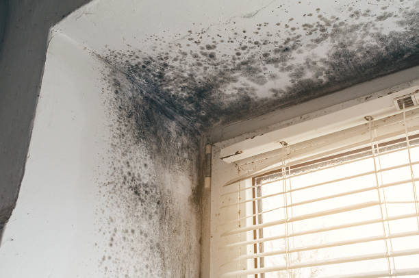 Affordable Black Mold Removal solutions in Fairview, OR